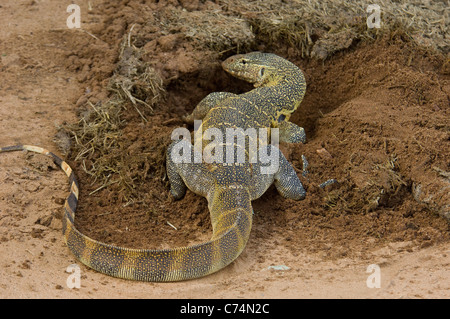 Africa, Tanzania, Lago Manyara-Nile Monitor lizard dal foro scavato per lo sterco di coleotteri Foto Stock