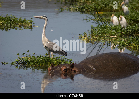 Africa, Tanzania, Ngorongoro-Hippo in acqua con airone cenerino a fianco Foto Stock