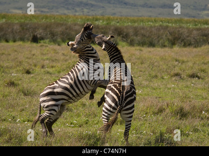 Africa, Tanzania Ngorongoro Crater-Burchell's zebra stalloni combattimenti in pianura Foto Stock