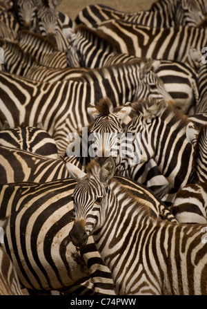 L'Africa,Tanzania, Serengeti-Burchell's zebre ammassati in waterhole Foto Stock