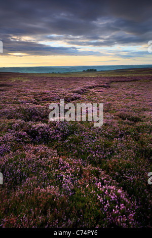 La mattina presto in luce i coloratissimi heather della rupe alta cresta e pretesto scogliera affacciato Nidderdale Foto Stock