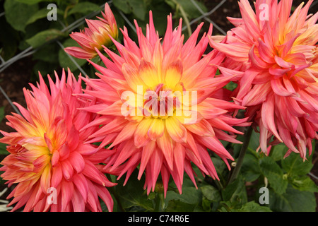 Rosa e giallo dalia fiori che crescono nel giardino nel villaggio di Dunster, Parco Nazionale di Exmoor, Somerset, Regno Unito. Foto Stock