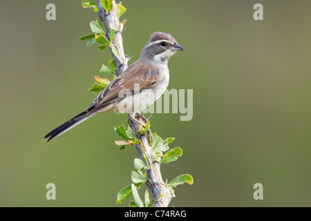 Nero-throated Sparrow Amphispiza bilineata Amado, Santa Cruz County, Arizona, Stati Uniti 6 Settembre Emberizidae Immature Foto Stock