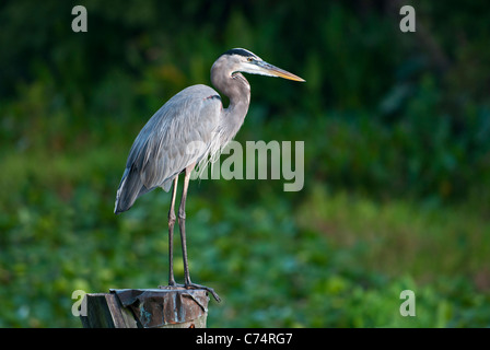 Airone blu appollaiato su un molo lungo la Haines Creek fiume in Lake County Leesburg, Florida USA Foto Stock