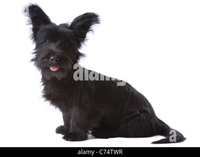 Skye Terrier cucciolo isolato su bianco Foto Stock