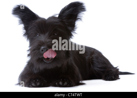 Leccare Skye Terrier cucciolo isolato su bianco Foto Stock