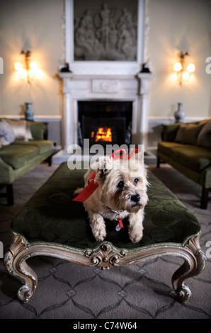 Un Cairn Terrier cane residente in un hotel che accoglie animali cani REGNO UNITO Foto Stock