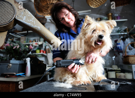 Un pet Cairn Terrier cane in un salone di toelettatura del Regno Unito Foto Stock