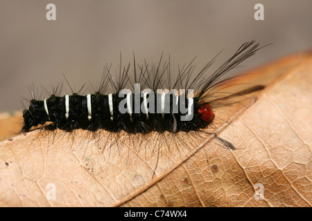 Bianco e nero Caterpillar peloso con occhi rossi da Indonesia Foto Stock