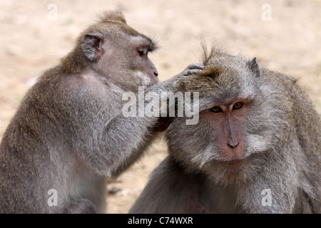 Toelettatura Crab-eating macachi Macaca fascicularis Foto Stock