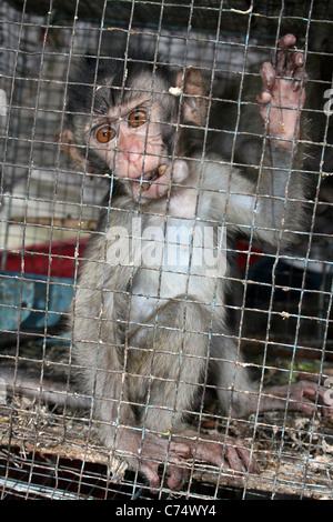 I capretti Crab-eating Macaque Macaca fascicularis ingabbiata in un uccello indonesiano & mercato degli animali Foto Stock