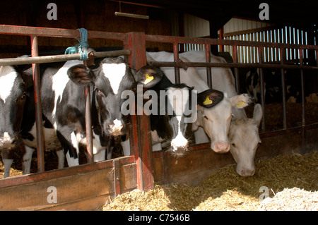 Holstein il frisone X bovini giovani nella penna, Devon Foto Stock