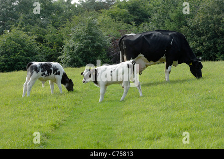 Il frisone con vacca Holstein x blu belga vacche vitelli su pascolo, Devon, Giugno Foto Stock