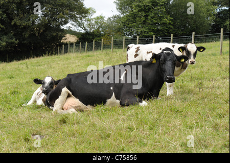 Il frisone con vacca Holstein x blu belga vacche vitelli su pascolo, Devon, Agosto Foto Stock