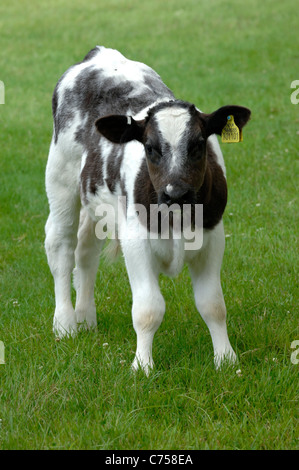 Holstein x blu belga vitello nutrice su pascolo, Devon, Giugno Foto Stock