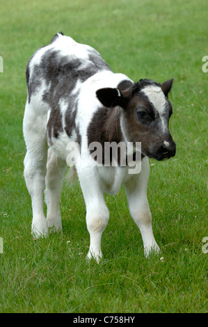 Holstein x blu belga vitello nutrice su pascolo, Devon, Giugno Foto Stock