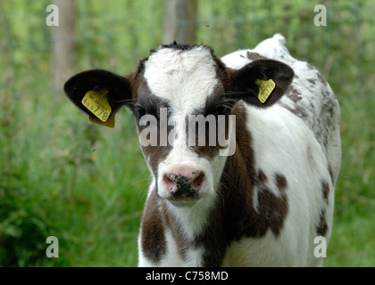 Holstein x blu belga vitello nutrice su pascolo, Devon, Giugno Foto Stock