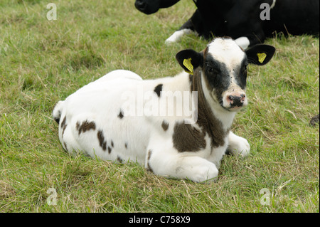 Holstein x blu belga vitello nutrice su pascolo, Devon, Giugno Foto Stock