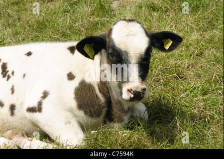 Holstein x blu belga vitello nutrice su pascolo, Devon, Giugno Foto Stock