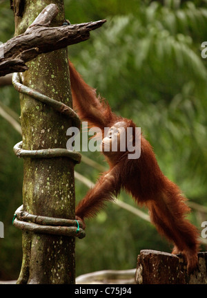 Giovani Bornean Orangutan (Pongo pygmaeus) presso lo zoo di Singapore, Singapore asia Foto Stock