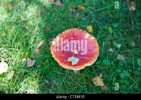 Sickener,russula emetica, Foto Stock