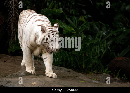 Una tigre bianca a piedi (Panthera Tigris) nel Giardino Zoologico di Singapore, Singapore, Asia Foto Stock