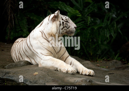 Una tigre bianca sdraiato (Panthera Tigris) nel Giardino Zoologico di Singapore, Singapore, Asia Foto Stock