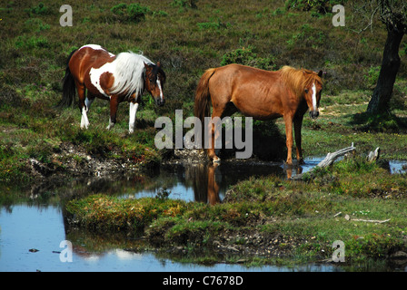 Due New Forest pony su Hatchet Moor Hampshire REGNO UNITO Foto Stock