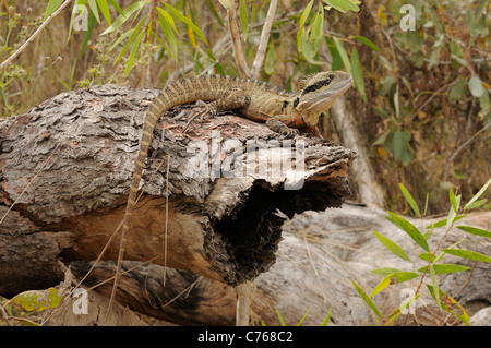 Acqua orientale Dragon Physignathus lesueurii fotografato nel Queensland, Australia Foto Stock