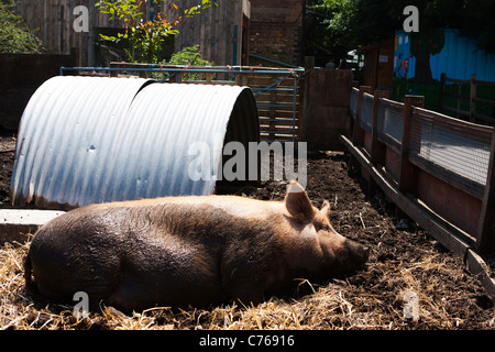 Sonno del maiale Foto Stock