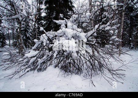 Twisted betulla sotto la neve Foto Stock