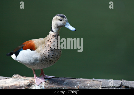 Maschio di inanellare Teal ( Callonetta leucophrys ) duck Foto Stock