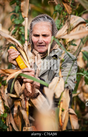 Vecchia contadina raccolta del mais in un campo Foto Stock