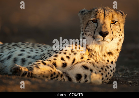 Ghepardo (Acinonyx jubatus), Phinda Game Reserve, Sud Africa Foto Stock