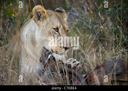 Lion alimentazione da un kill (Panthero leo), Phinda Game Reserve, Sud Africa Foto Stock