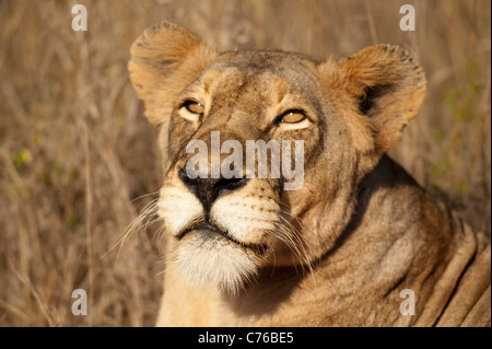 Lion (Panthero leo), Phinda Game Reserve, Sud Africa Foto Stock