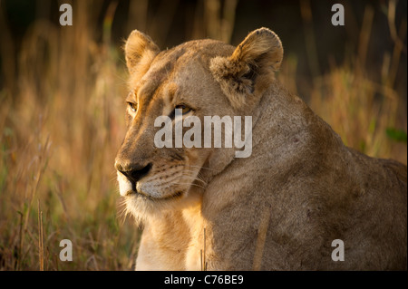 Lion (Panthero leo), Phinda Game Reserve, Sud Africa Foto Stock