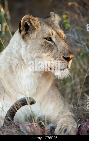 Lion alimentazione da un kill (Panthero leo), Phinda Game Reserve, Sud Africa Foto Stock