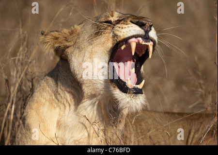 Lion sbadigli (Panthero leo), Phinda Game Reserve, Sud Africa Foto Stock