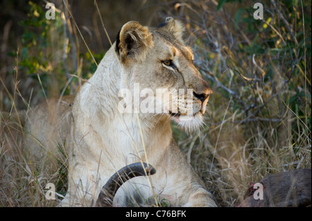 Lion alimentazione da un kill (Panthero leo), Phinda Game Reserve, Sud Africa Foto Stock