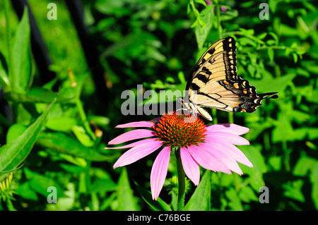 Orientale a coda di rondine di Tiger butterfly sul cono viola fiore Foto Stock