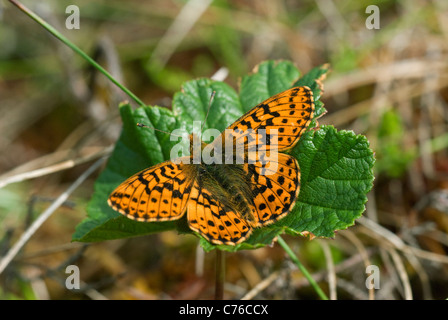 Fritillary mirtillo palustre (Boloria aquilonaris) in svedese bog Foto Stock