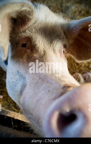 Un suino con suinetti nel fienile Foto Stock