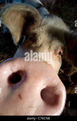 Un maiale con un grosso naso che guarda l'obiettivo. Foto Stock