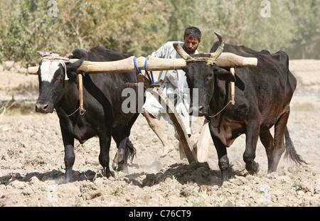 Un agricoltore che arano con un aratro di legno Kunduz in Afghanistan Foto Stock