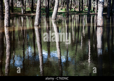 Alberi di pino riflesso nell'acqua Foto Stock