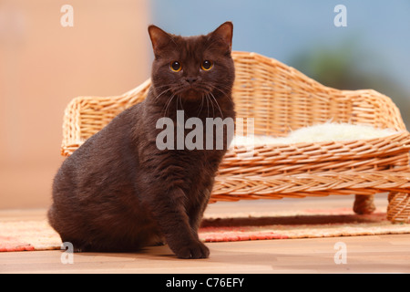 British Shorthair Cat, cioccolato Foto Stock