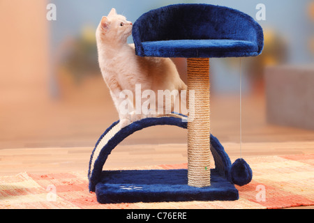 British Shorthair Cat, gattino, panna, 4 mesi / cat tree, scratcher, graffiatura post Foto Stock