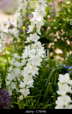 Campanula latiloba "Alba", grande campanula, in fiore Foto Stock