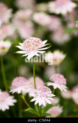 Astrantia grandi 'Buckland', Masterwort, in fiore Foto Stock